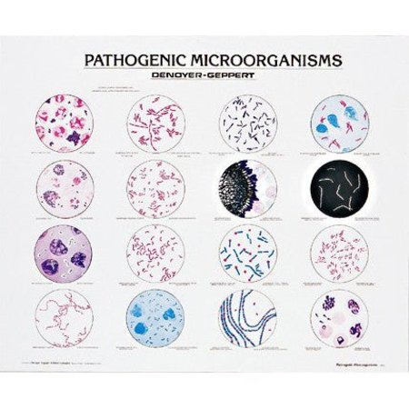 DENOYER-GEPPERT Charts/Posters, Pathogenic Microbes Chart Mounted 1910-10